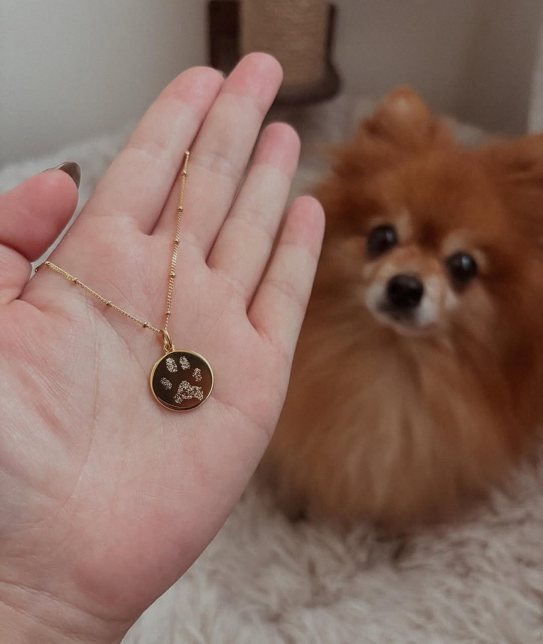 Post 2 by Teenie The Pom on Instagram (image)