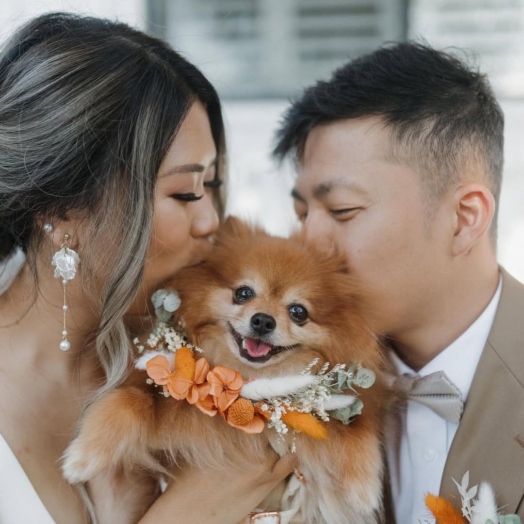 Post 10 by Teenie The Pom on Instagram (carousel)