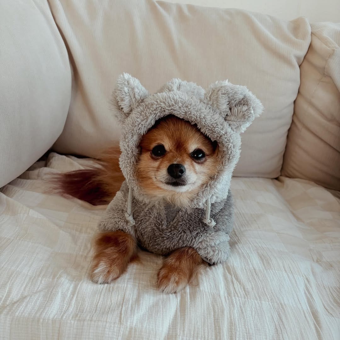 Post 8 by Teenie The Pom on Instagram (image)