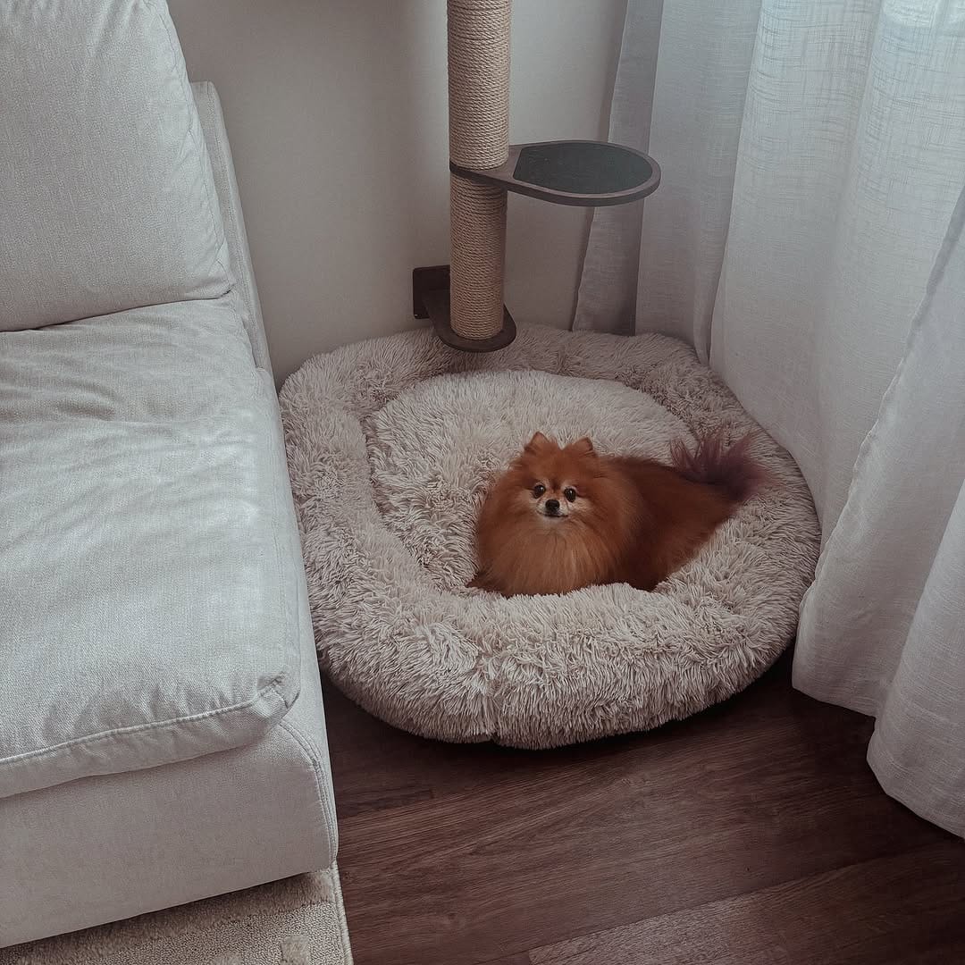 Post 6 by Teenie The Pom on Instagram (image)
