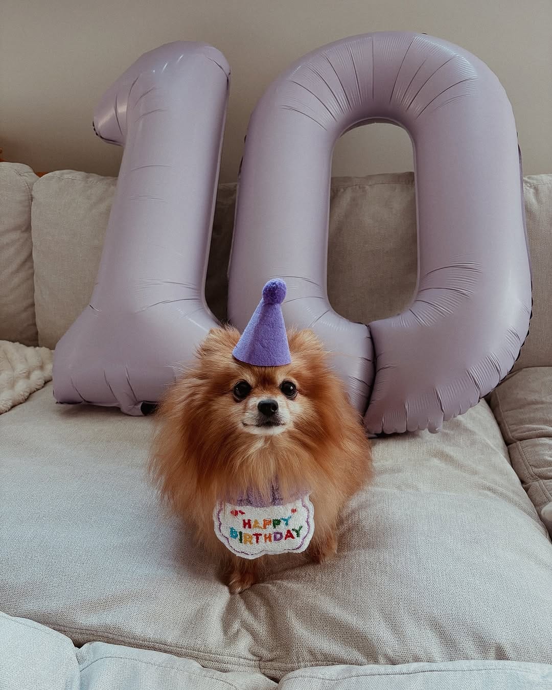 Post 5 by Teenie The Pom on Instagram (image)