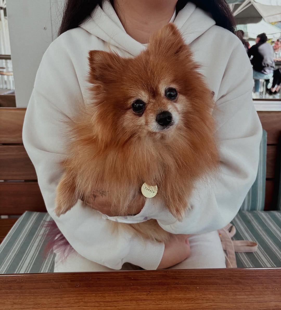 Post 3 by Teenie The Pom on Instagram (image)