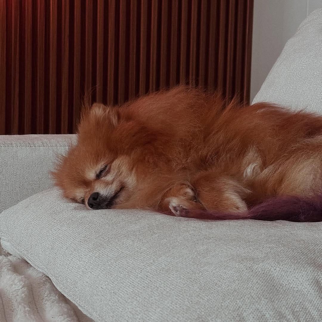 Post 4 by Teenie The Pom on Instagram (image)