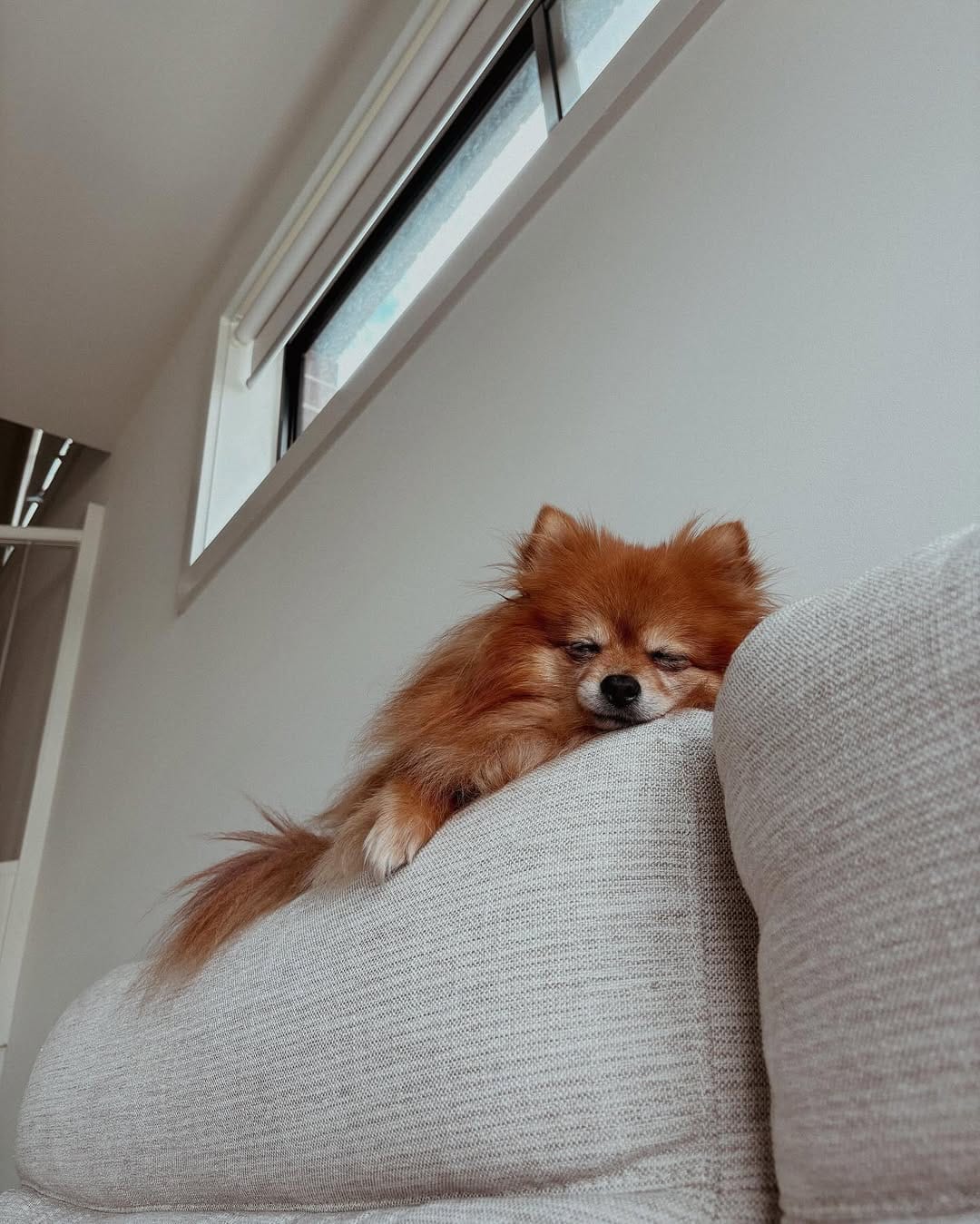 Post 9 by Teenie The Pom on Instagram (image)