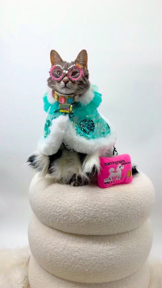 Post 8 by Posh Puppy Boutique on Instagram (video)