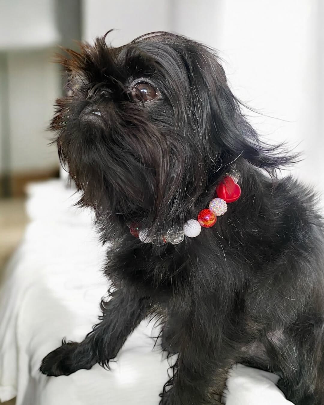 Post 7 by Posh Puppy Boutique on Instagram (carousel)