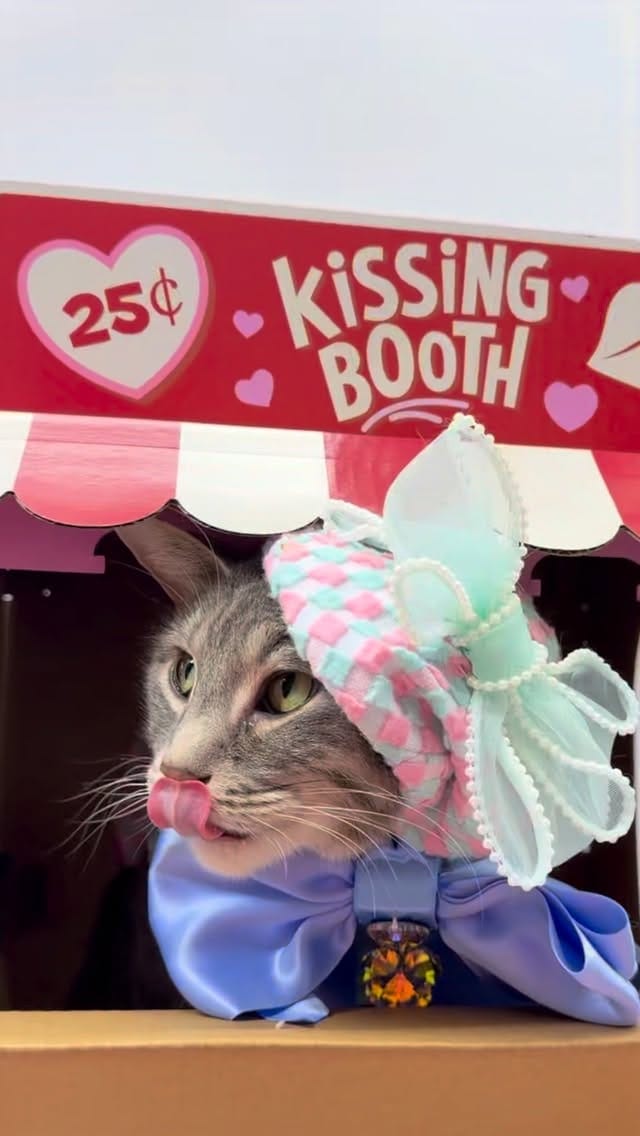 Post 4 by Posh Puppy Boutique on Instagram (video)