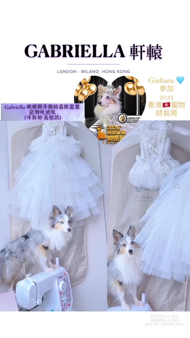 Post 2 by 💜GABRIELLA 軒轅嫣欣  🦊sheltie/rough collie on Instagram (video)