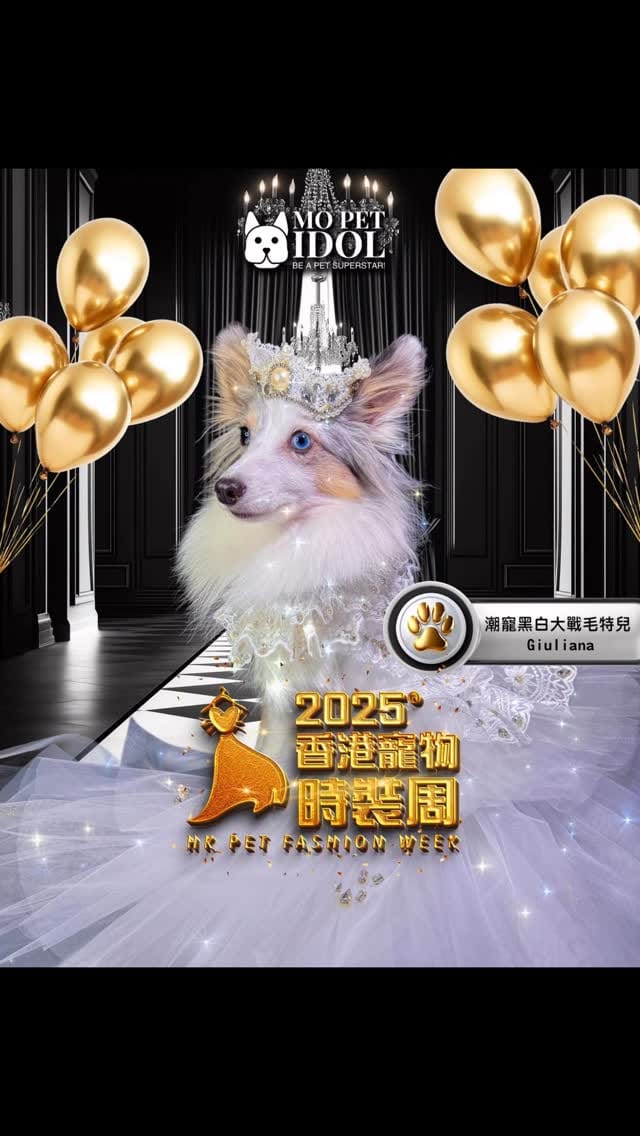 Post 3 by 💜GABRIELLA 軒轅嫣欣  🦊sheltie/rough collie on Instagram (video)