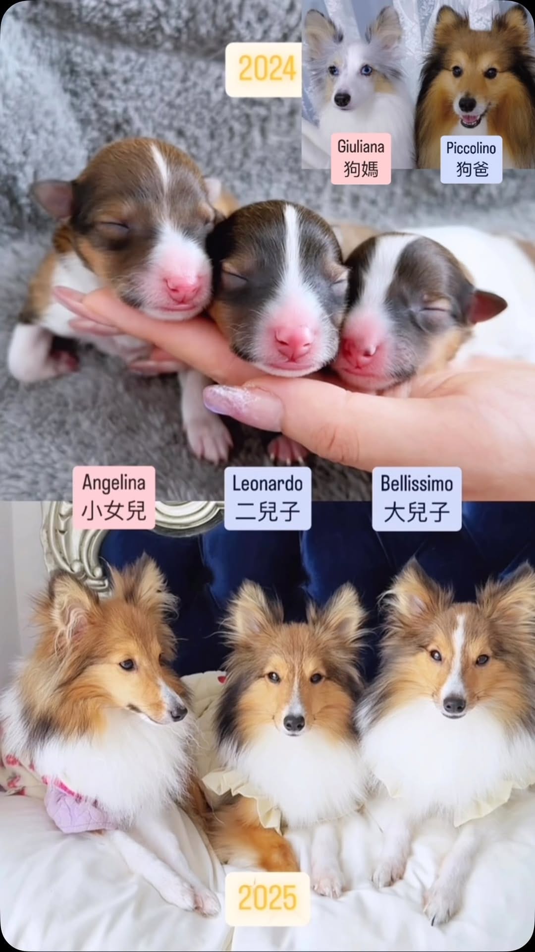 Post 4 by 💜GABRIELLA 軒轅嫣欣  🦊sheltie/rough collie on Instagram (video)
