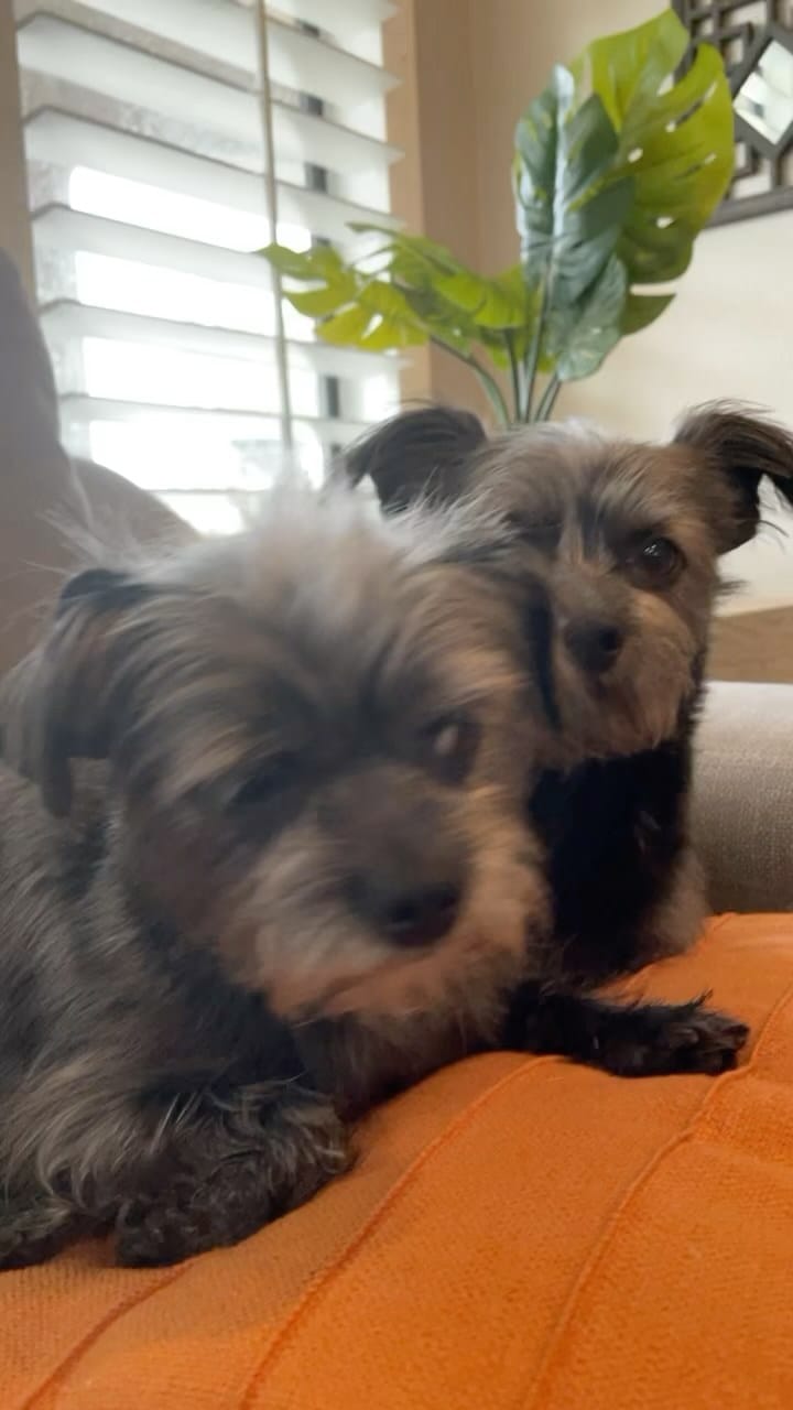 Post 7 by Luna and Lulu|Dog Influencers on Instagram (video)