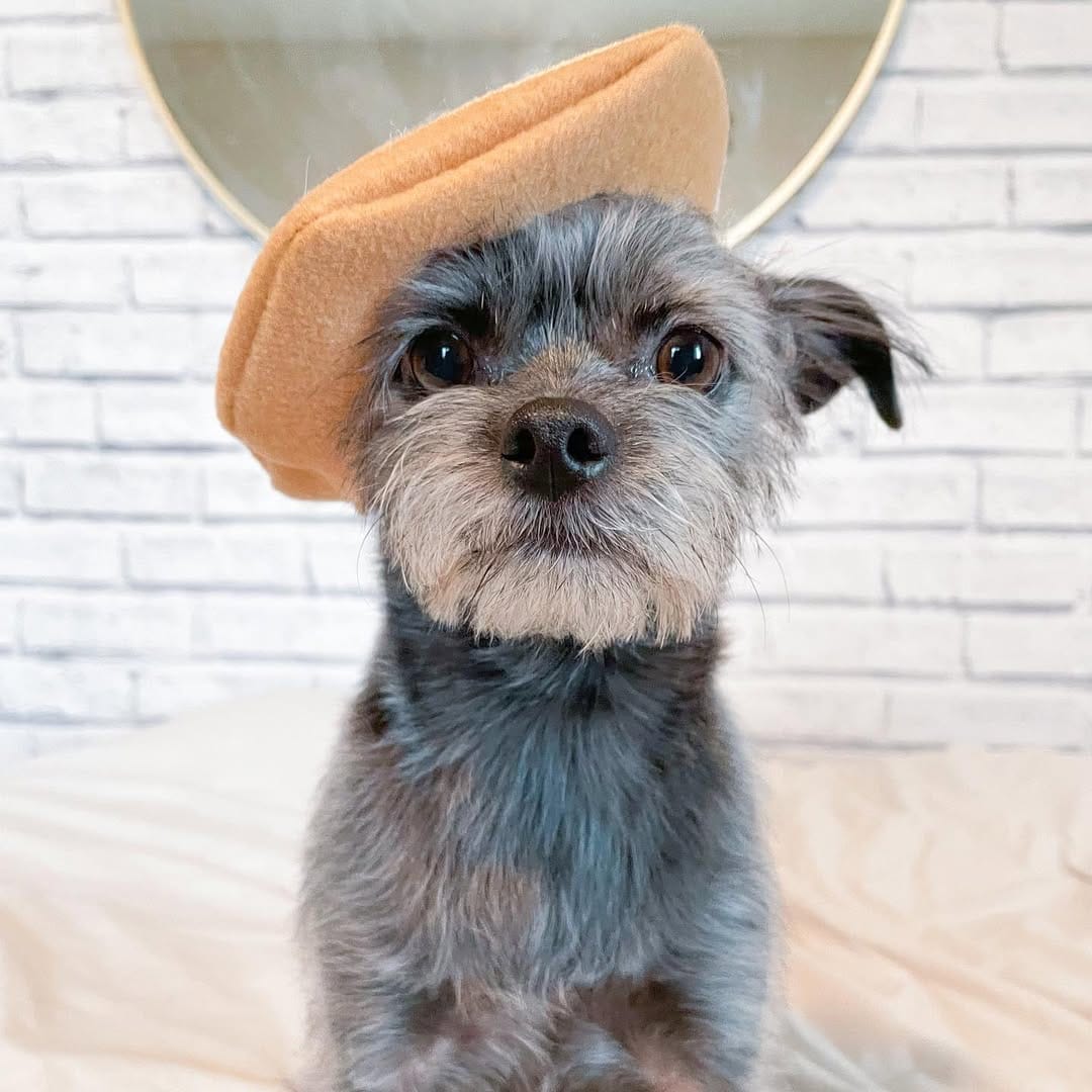 Post 10 by Luna and Lulu|Dog Influencers on Instagram (image)
