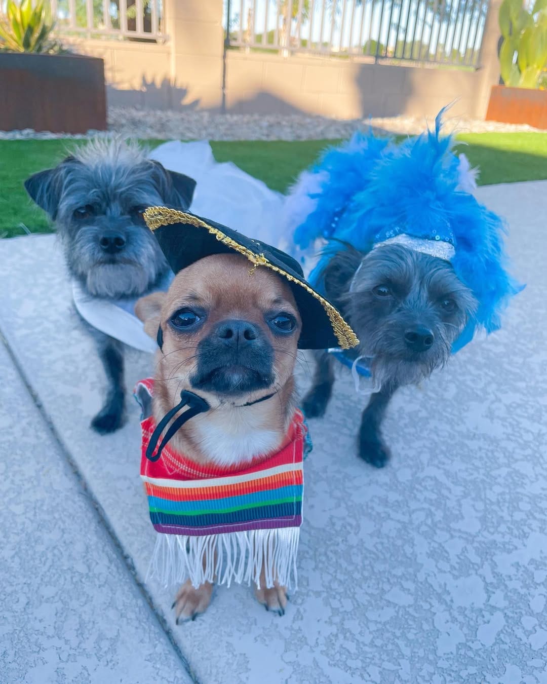 Post 5 by Luna and Lulu|Dog Influencers on Instagram (carousel)