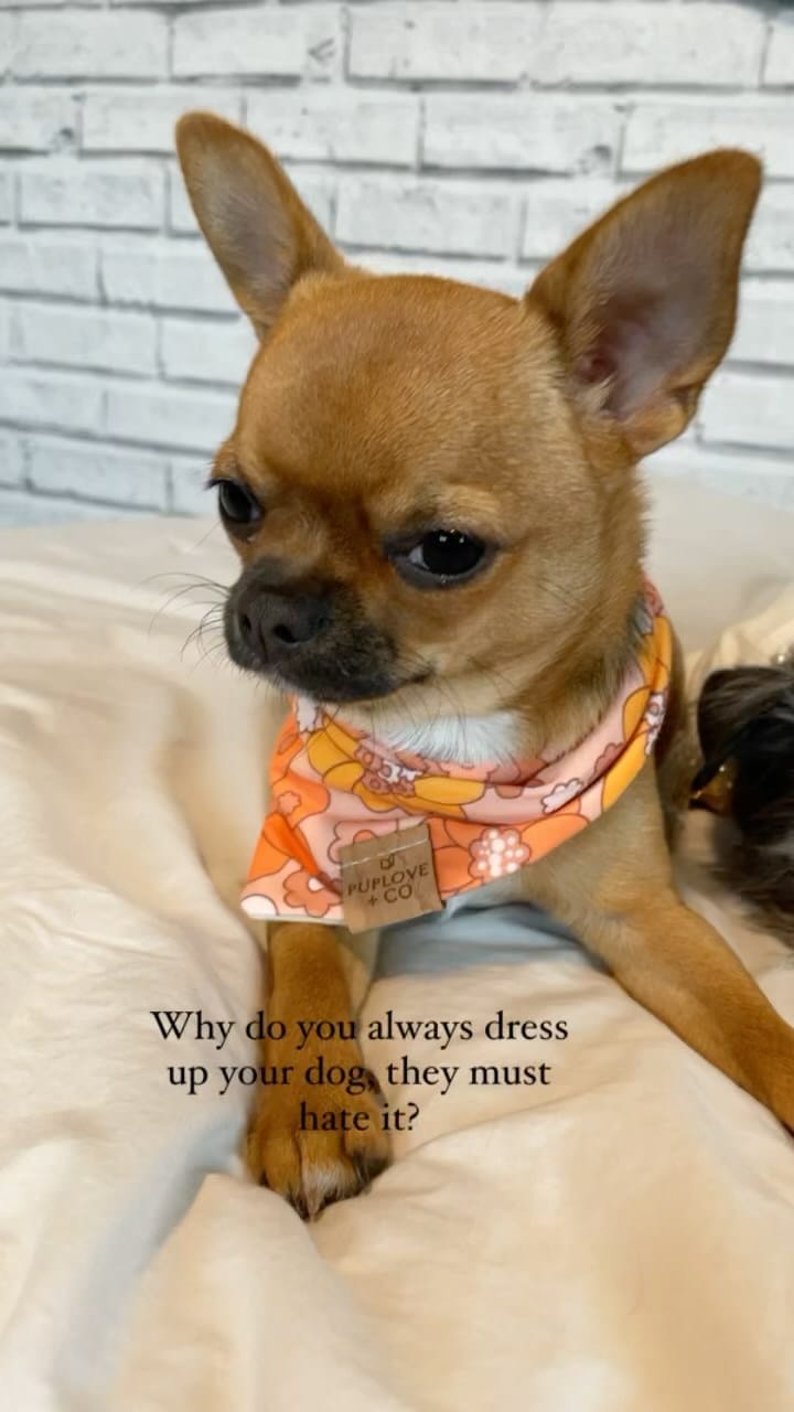 Post 9 by Luna and Lulu|Dog Influencers on Instagram (video)