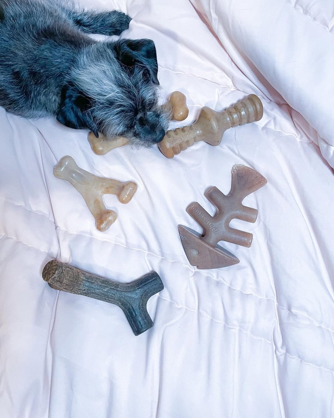 Post 2 by Luna and Lulu|Dog Influencers on Instagram (image)