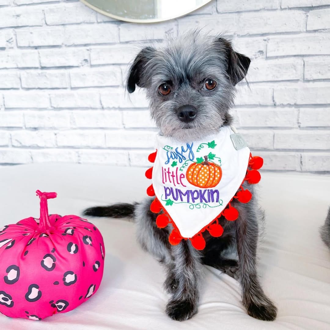 Post 8 by Luna and Lulu|Dog Influencers on Instagram (image)