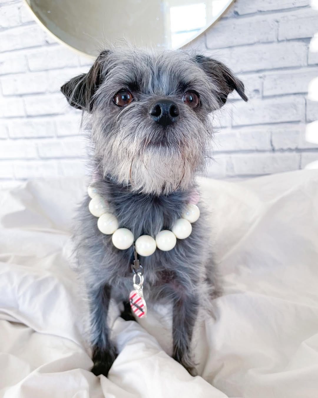 Post 4 by Luna and Lulu|Dog Influencers on Instagram (image)