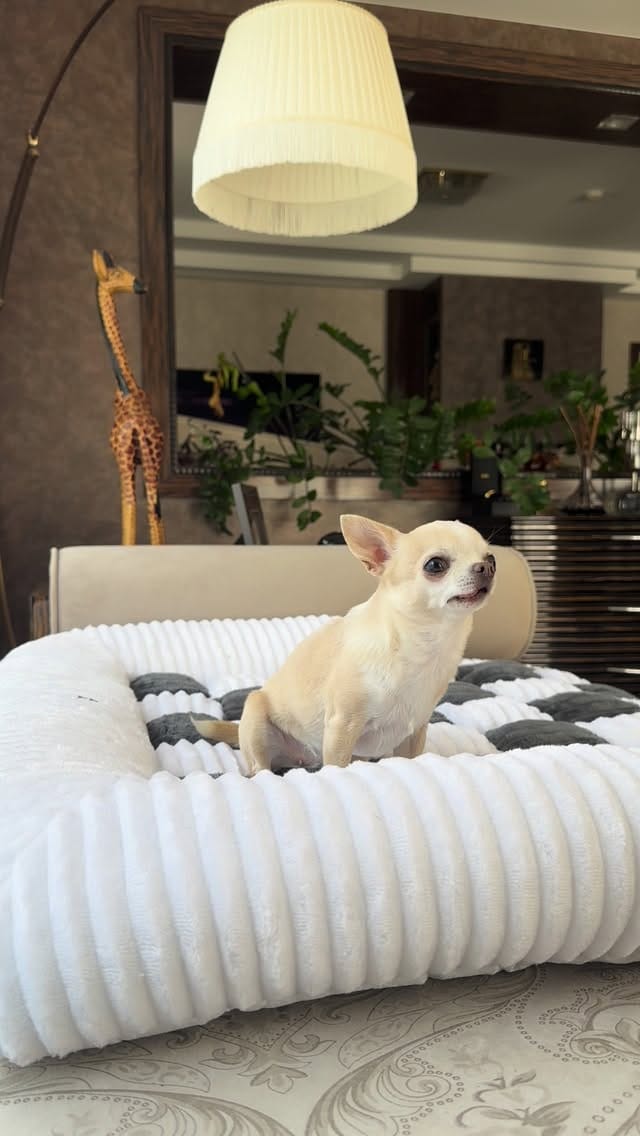 Post 1 by BARBIE DOG 🩰 on Instagram (video)