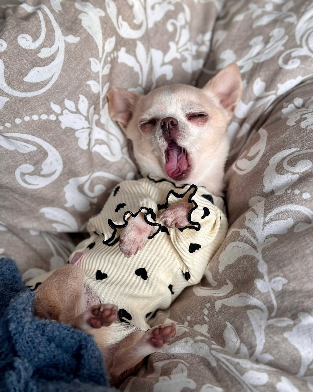 Post 10 by BARBIE DOG 🩰 on Instagram (image)