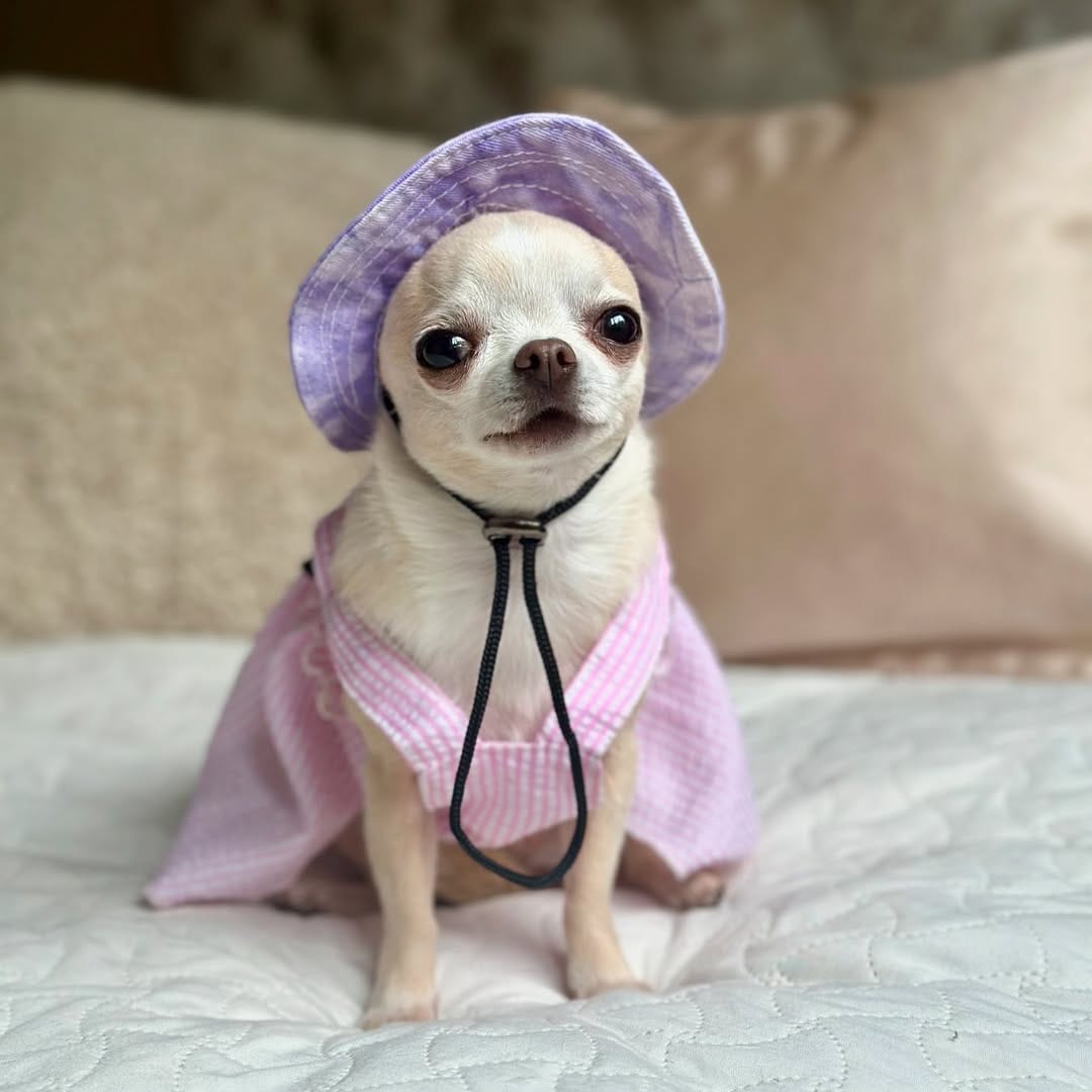 Post 8 by BARBIE DOG 🩰 on Instagram (image)
