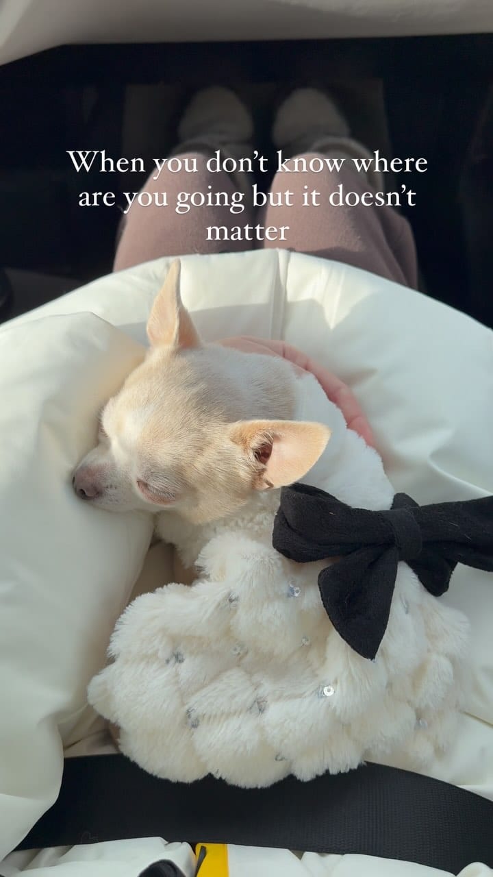 Post 7 by BARBIE DOG 🩰 on Instagram (video)
