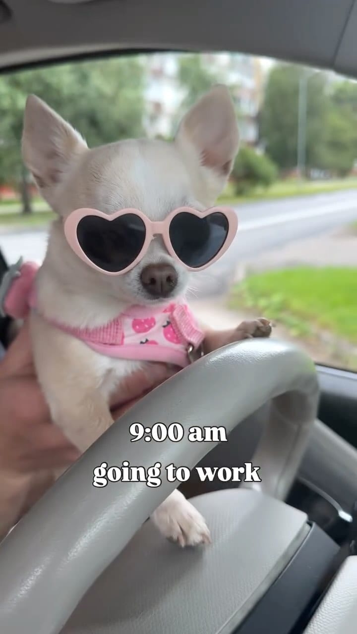 Post 2 by BARBIE DOG 🩰 on Instagram (video)