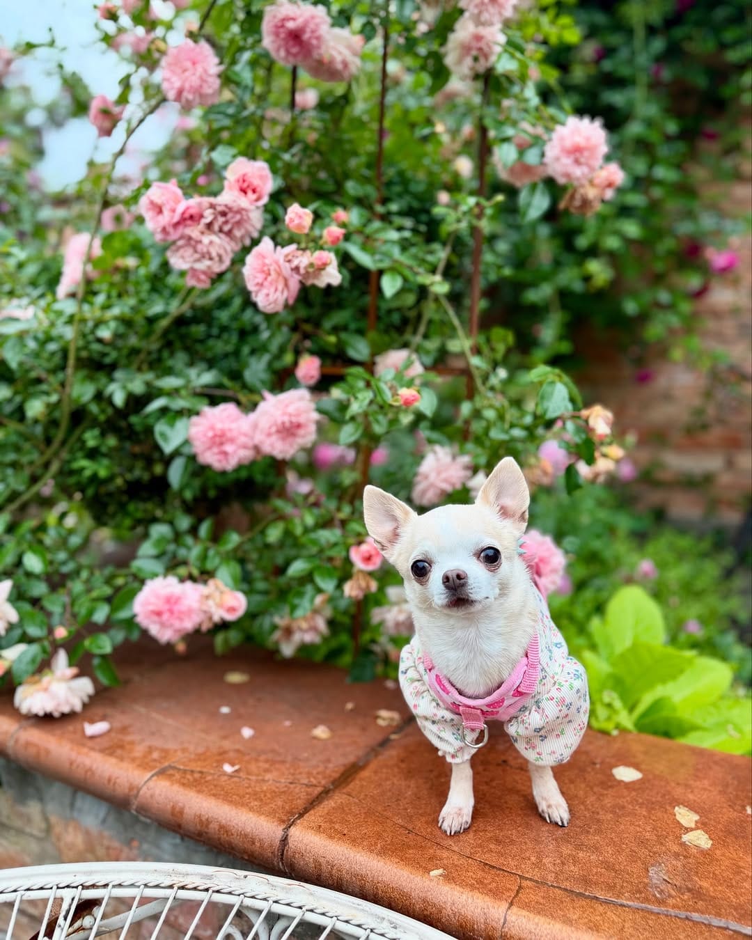 Post 3 by BARBIE DOG 🩰 on Instagram (carousel)