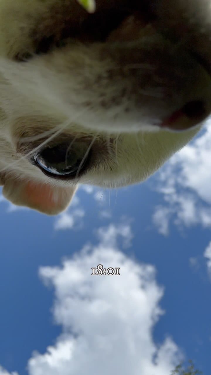 Post 4 by BARBIE DOG 🩰 on Instagram (video)