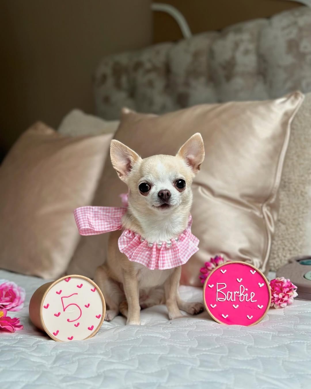 Post 9 by BARBIE DOG 🩰 on Instagram (carousel)