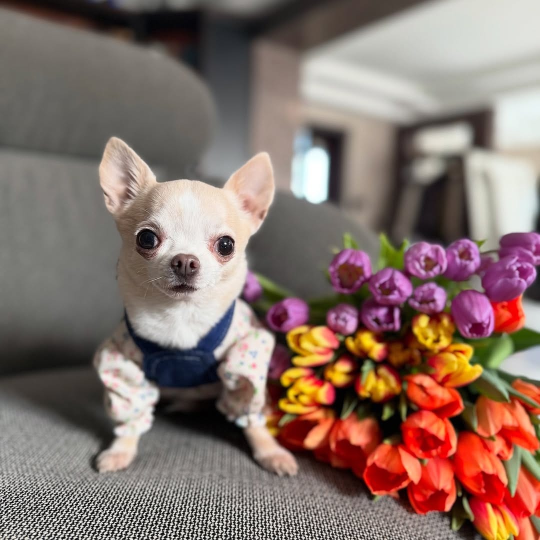 Post 6 by BARBIE DOG 🩰 on Instagram (carousel)