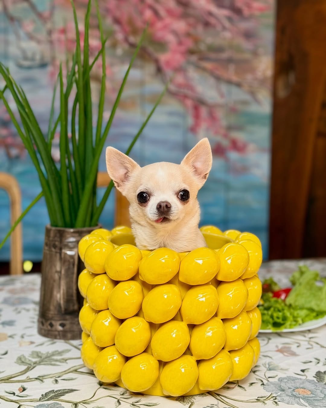 Post 5 by BARBIE DOG 🩰 on Instagram (image)