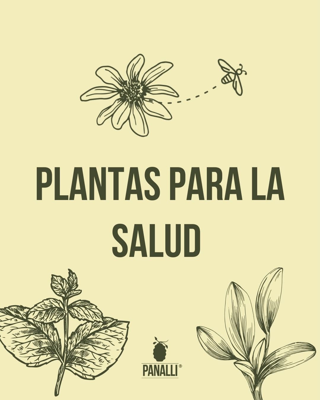 Post 5 by Panalli Oficial on Instagram (carousel)