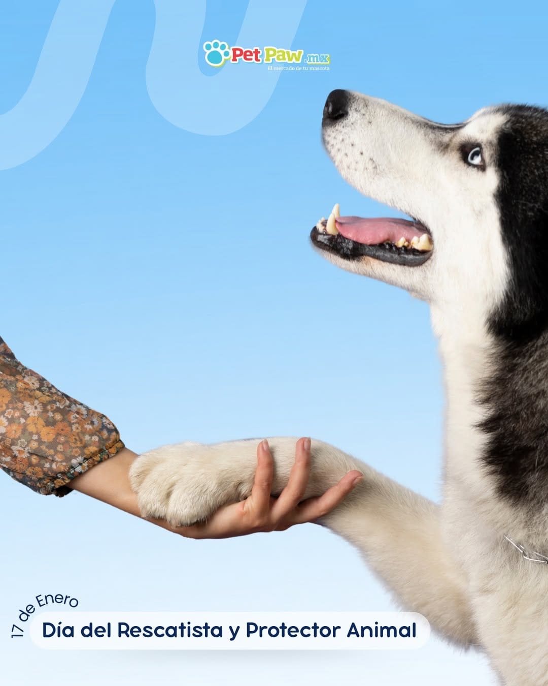 Post 5 by PET PAW on Instagram (image)
