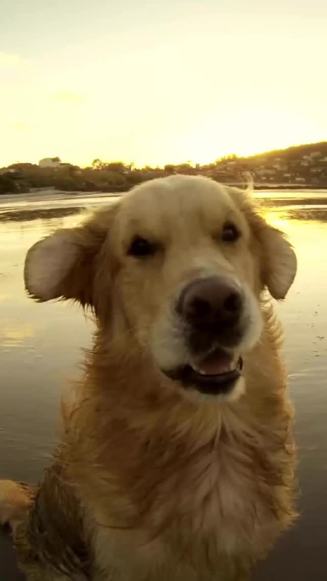 Post 5 by Cleto El Influencer® | Accesorios y Premios para Mascotas on Instagram (video)