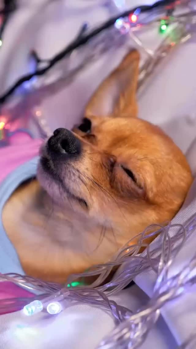 Post 7 by Cleto El Influencer® | Accesorios y Premios para Mascotas on Instagram (video)