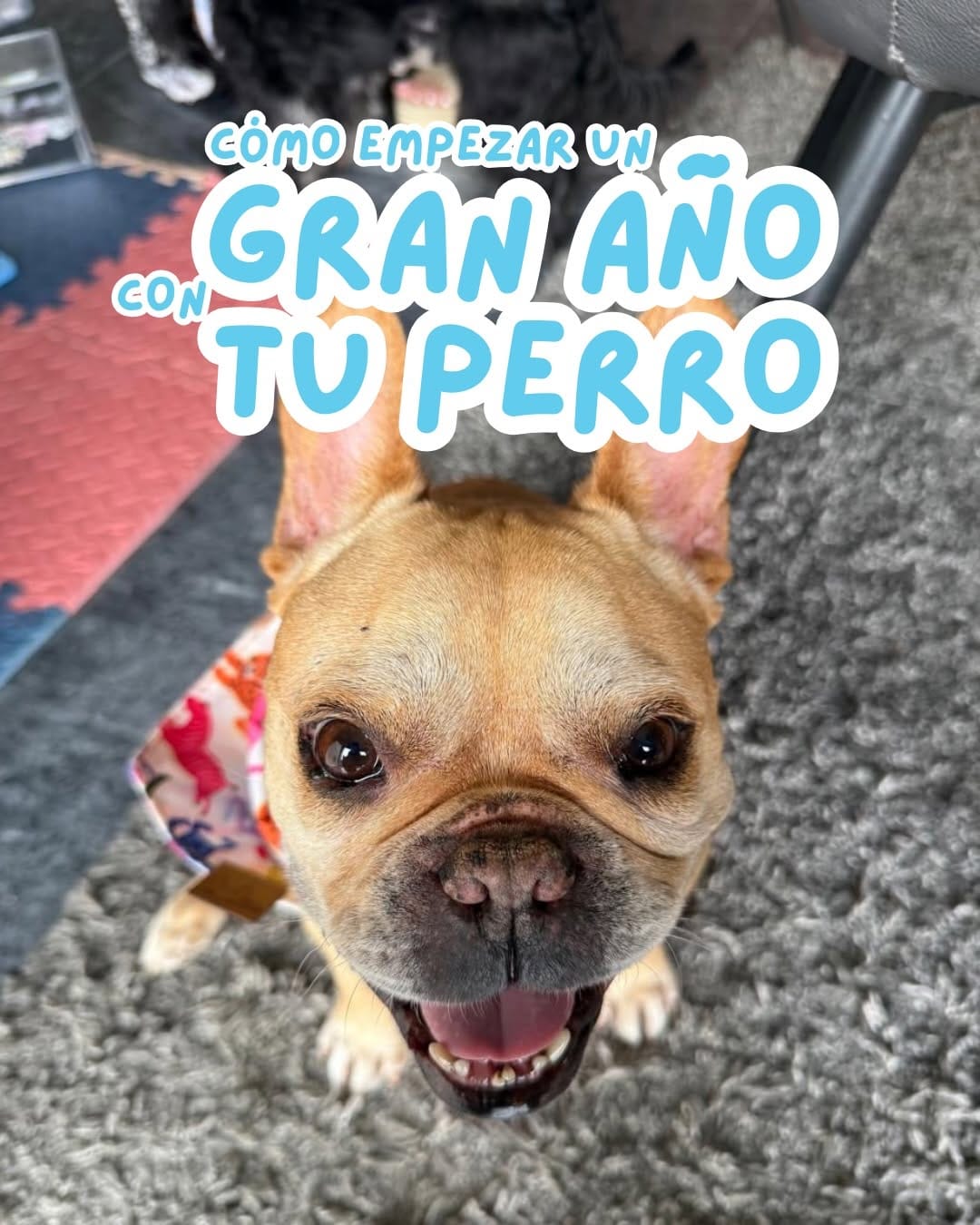 Post 6 by Cleto El Influencer® | Accesorios y Premios para Mascotas on Instagram (carousel)