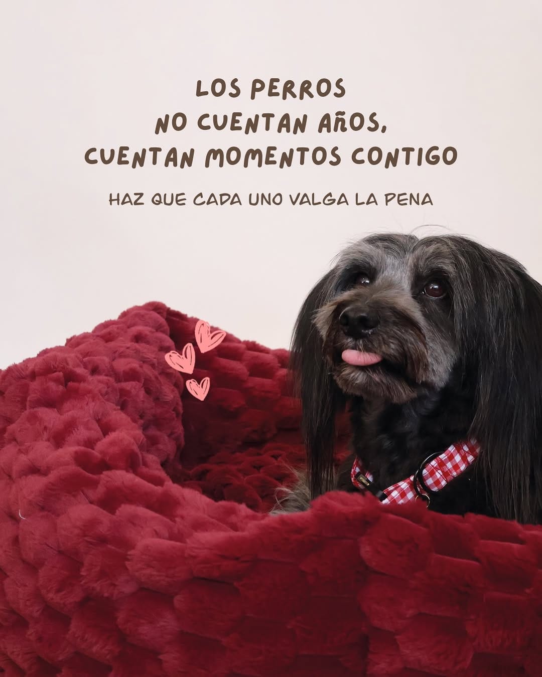 Post 2 by Cleto El Influencer® | Accesorios y Premios para Mascotas on Instagram (image)