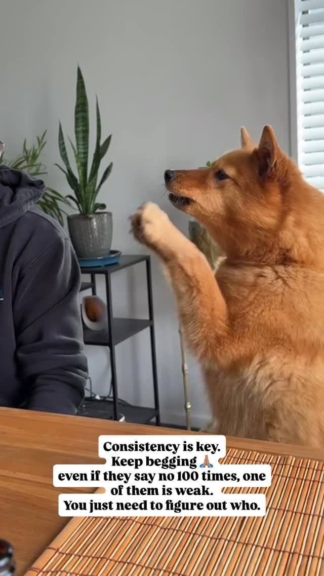 Post 6 by @thefatbeans on Instagram (video)