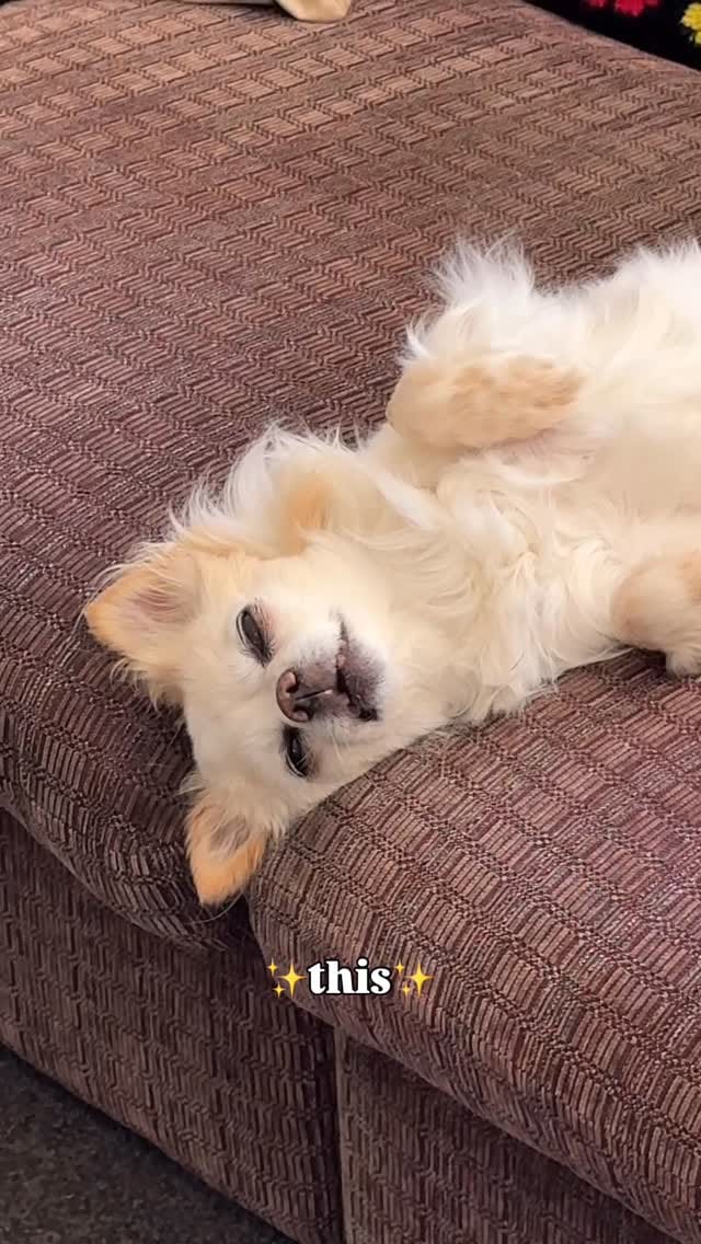 Post 3 by @thefatbeans on Instagram (video)