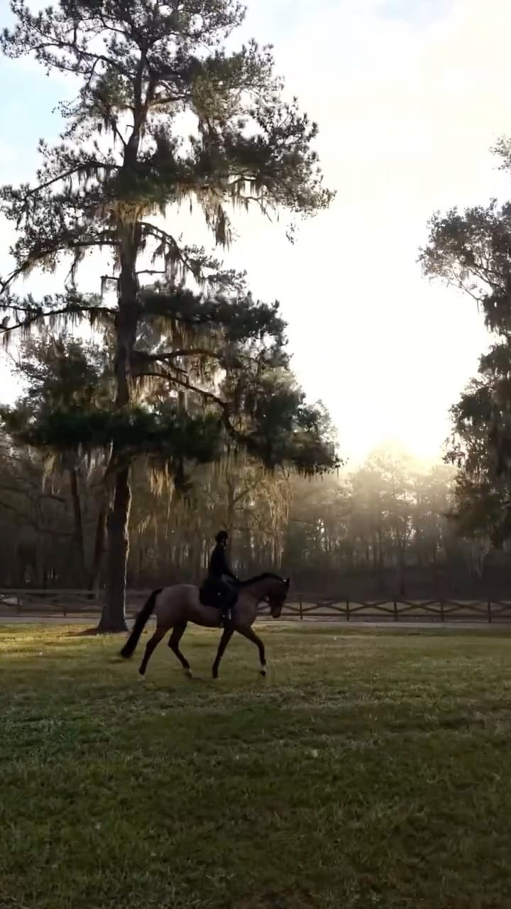 Post 8 by Maya Denis | Showjumper on Instagram (video)
