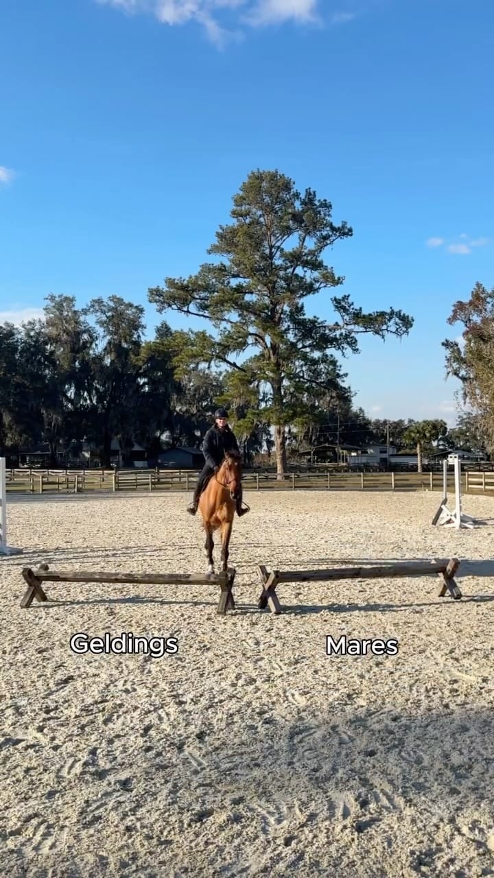 Post 6 by Maya Denis | Showjumper on Instagram (video)