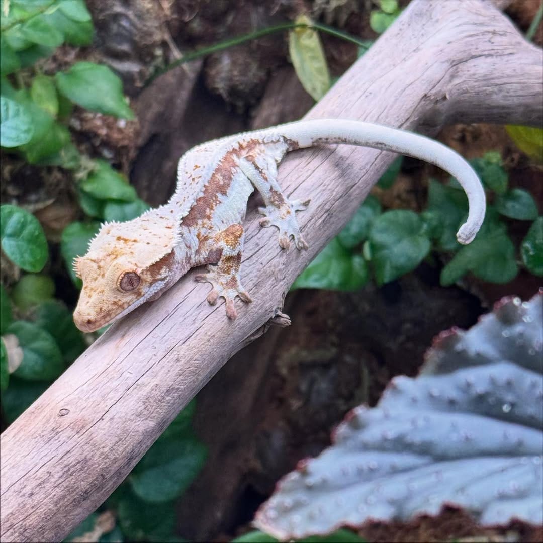 Post 4 by Mother Earth Garden on Instagram (carousel)