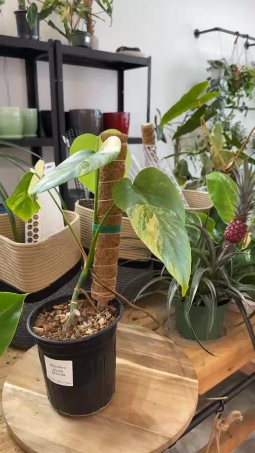 Post 9 by Mother Earth Garden on Instagram (video)