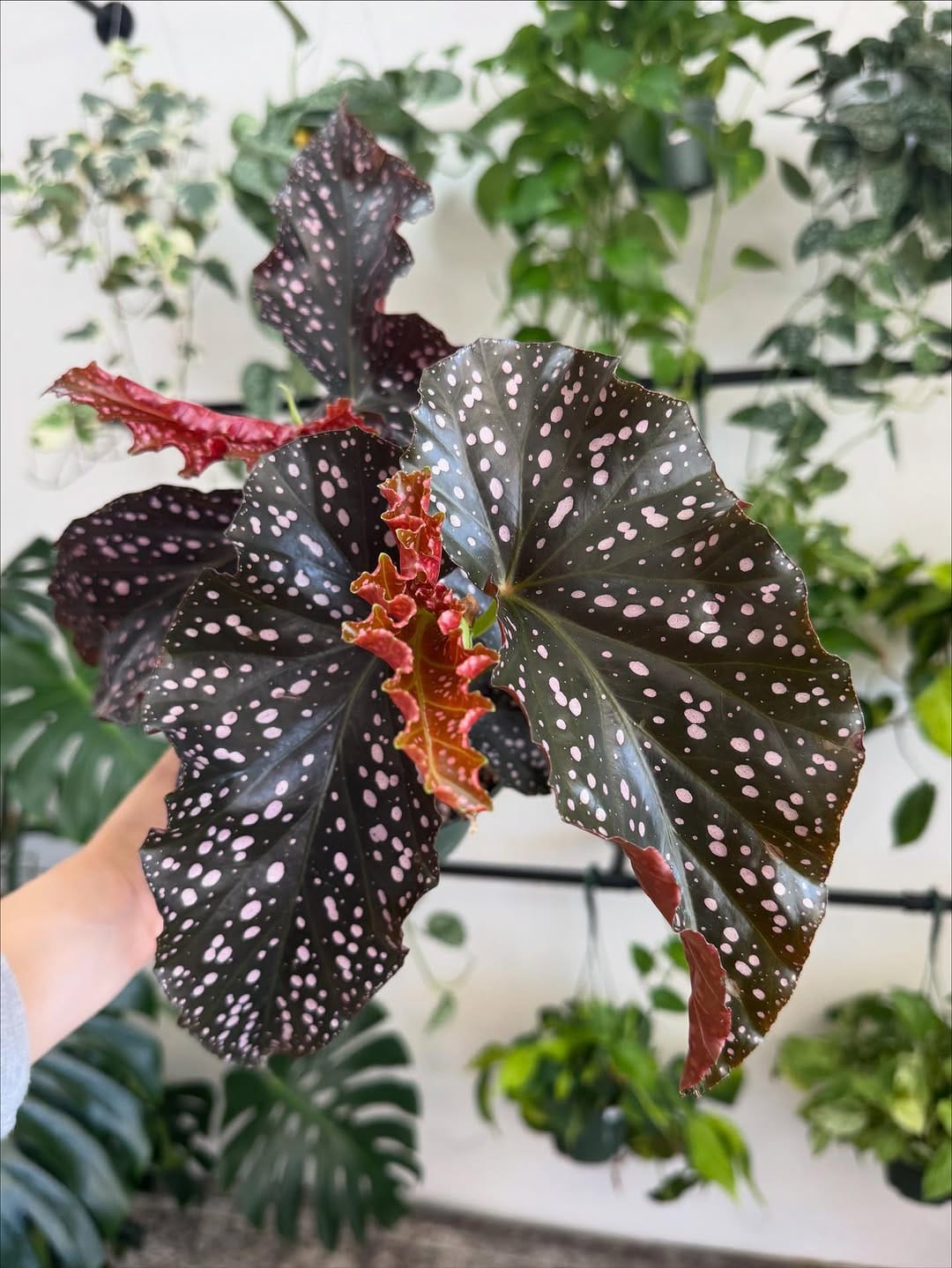 Post 3 by Mother Earth Garden on Instagram (carousel)