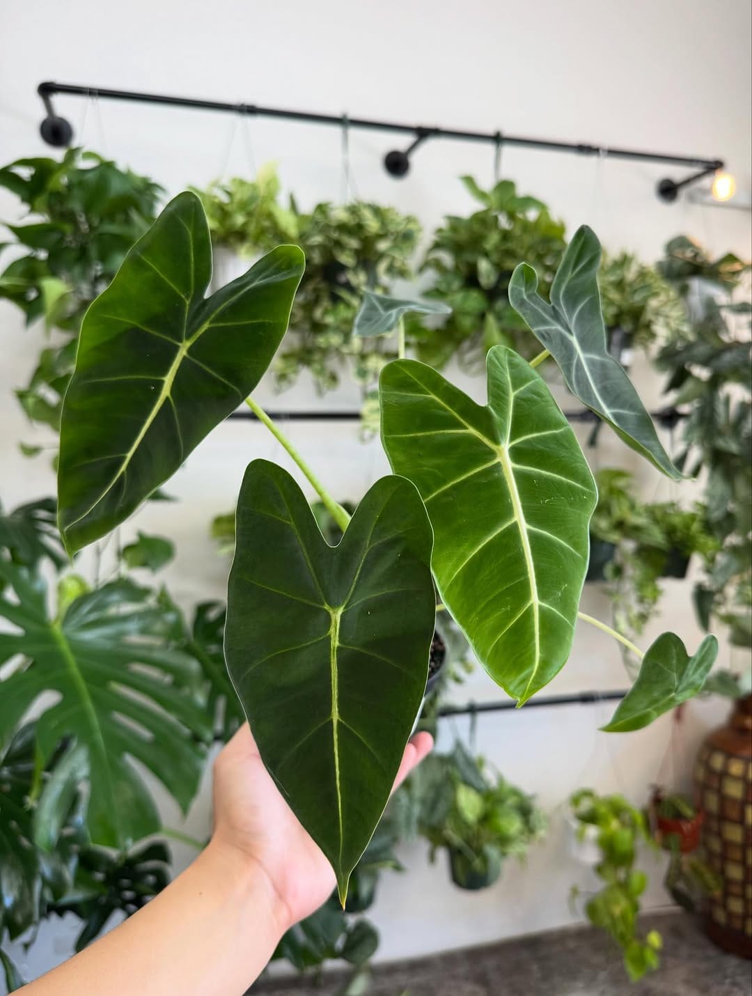 Post 5 by Mother Earth Garden on Instagram (carousel)