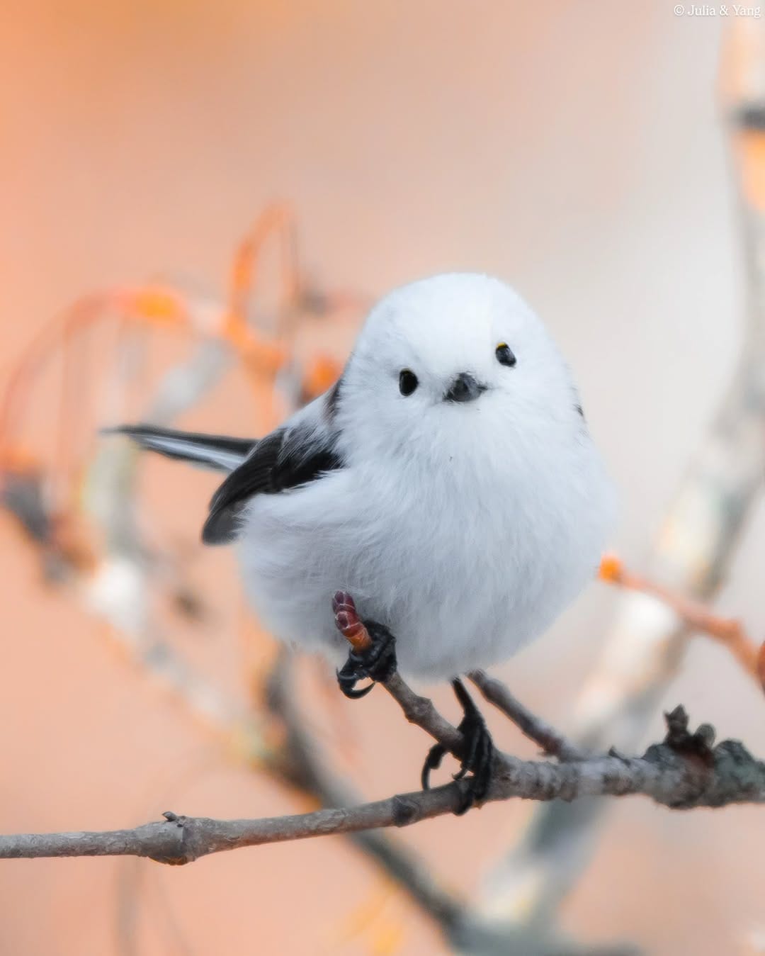 Post 8 by 📸 TwoBehindTheLens Wildlife Photography — by Julia & Yang ✨️ on Instagram (carousel)
