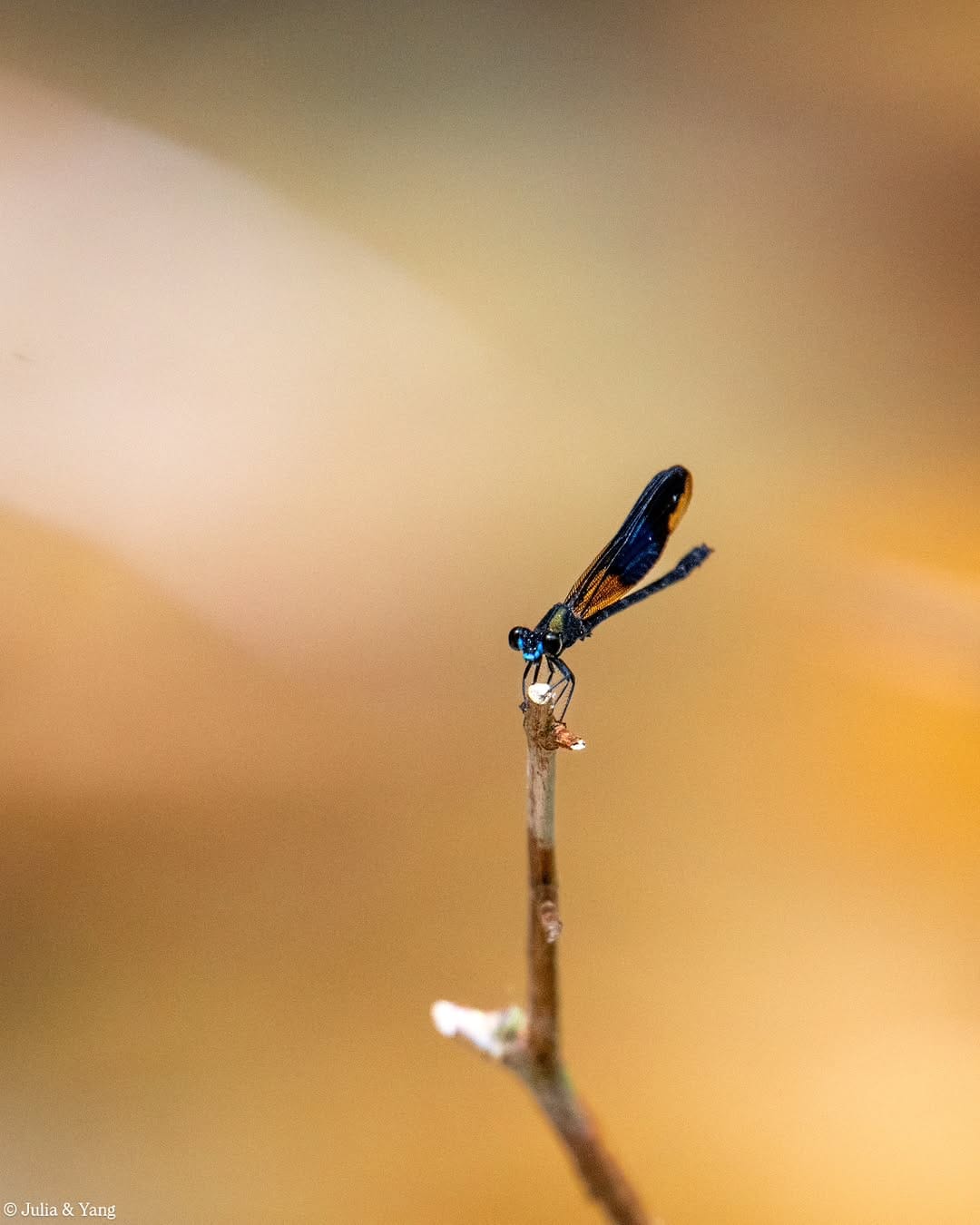 Post 6 by 📸 TwoBehindTheLens Wildlife Photography — by Julia & Yang ✨️ on Instagram (image)