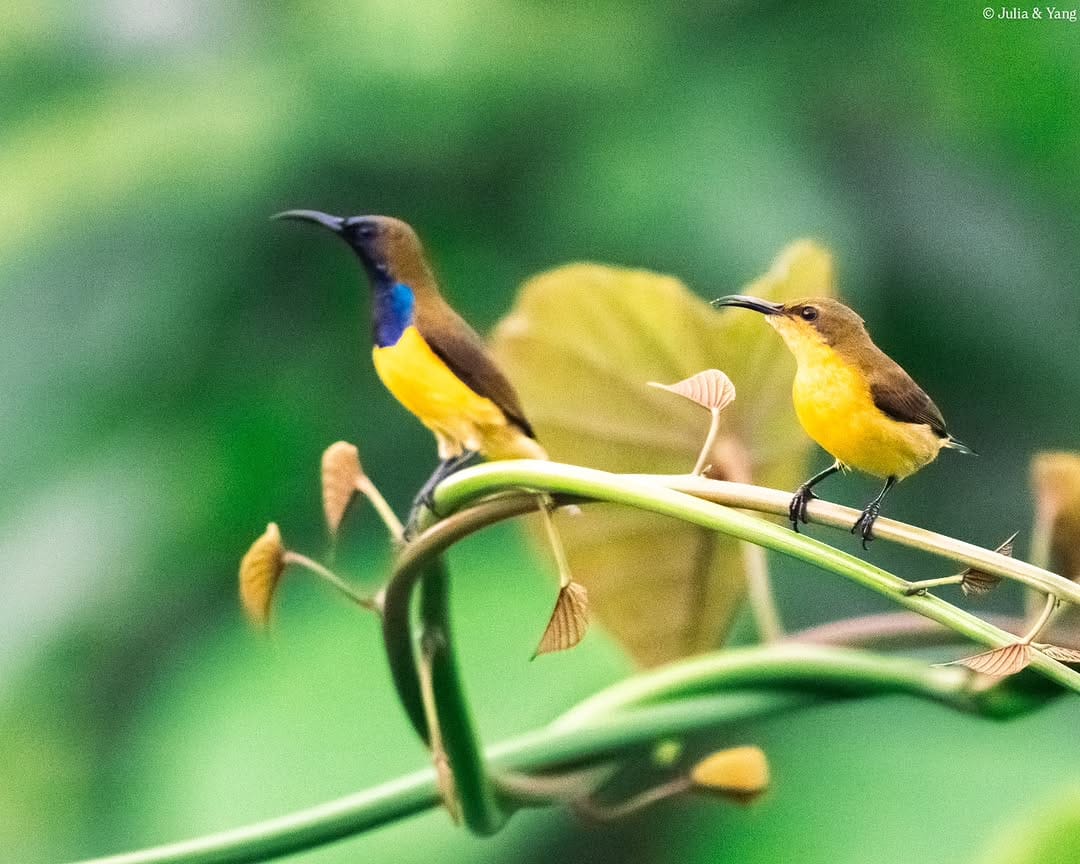 Post 2 by 📸 TwoBehindTheLens Wildlife Photography — by Julia & Yang ✨️ on Instagram (image)