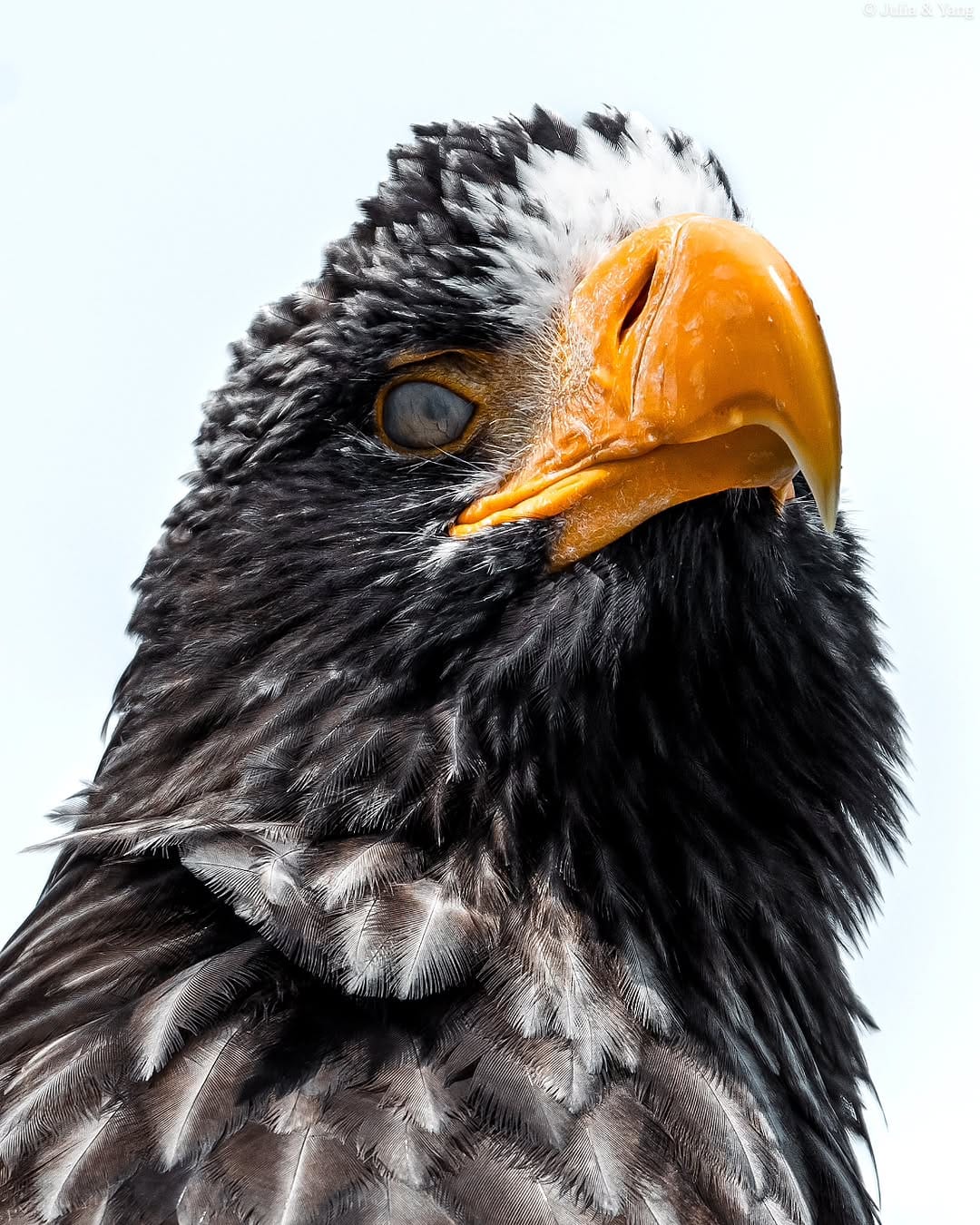Post 9 by 📸 TwoBehindTheLens Wildlife Photography — by Julia & Yang ✨️ on Instagram (image)