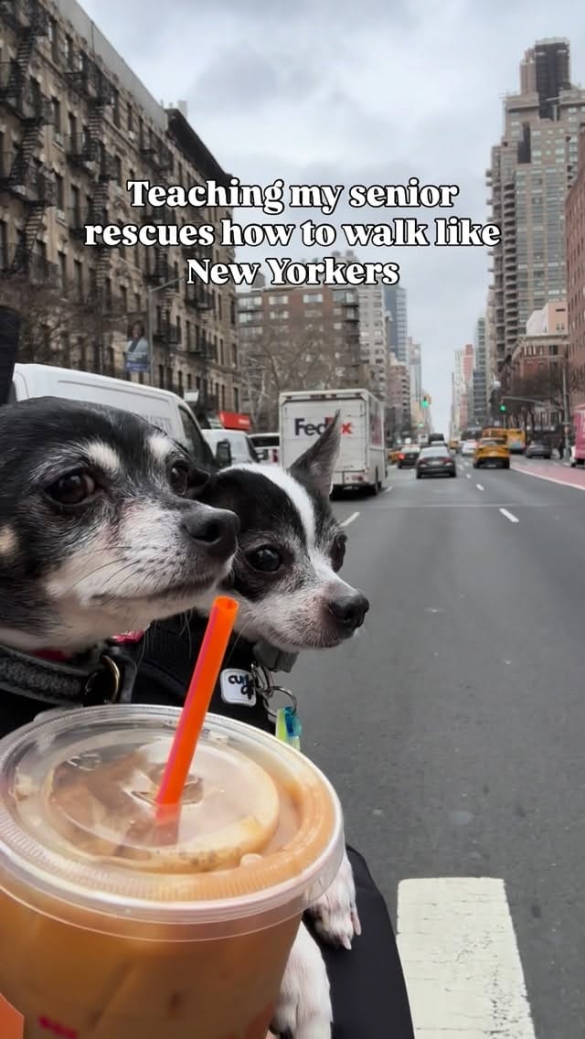 Post 1 by amanda brought her dogs on Instagram (video)